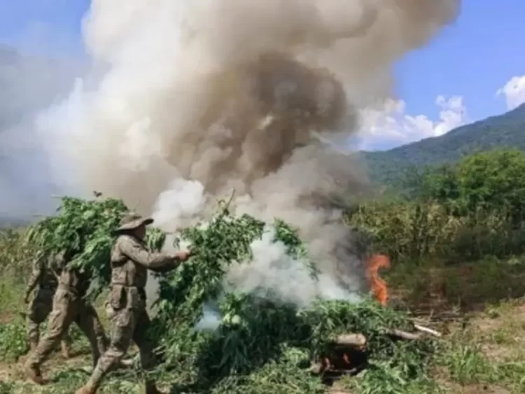 Semar localiza y destruye cuatro plantíos de mariguana en Durango