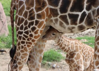 Convocan a elegir nombre para jirafa macho del Zoológico Tamatán de Cd. Victoria, Tamaulipas