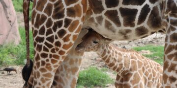 Convocan a elegir nombre para jirafa macho del Zoológico Tamatán de Cd. Victoria, Tamaulipas