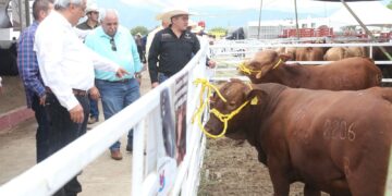 Realizan evento de mejoramiento genético en marco de la Exposición Ganadera de la Feria Tamaulipas 2024