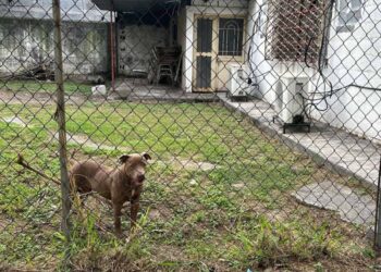 Perro raza pitbull ataca a tres menores en secundaria de Monterrey, Nuevo León