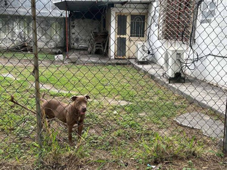 Perro raza pitbull ataca a tres menores en secundaria de Monterrey, Nuevo León