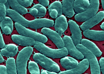 Florida emite alerta por aumento de casos de ‘bacteria carnívora’