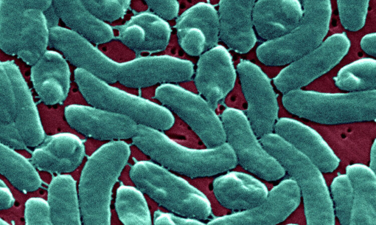 Florida emite alerta por aumento de casos de ‘bacteria carnívora’