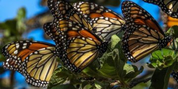 Invitan al Festival de la Mariposa Monarca en Gómez Farías