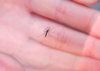 OMS presenta plan global contra el avance del dengue