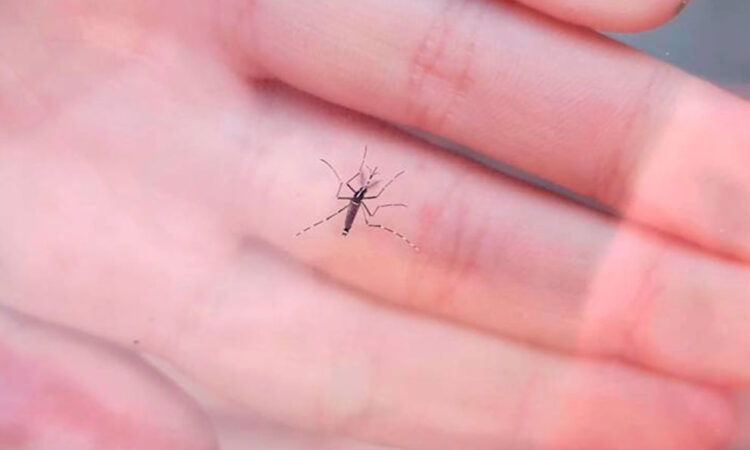 OMS presenta plan global contra el avance del dengue