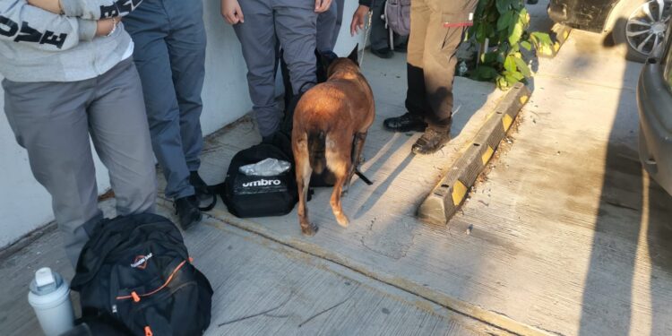 Con binomios caninos, realizan “operación mochila” en el ITACE de Cd. Vctoria