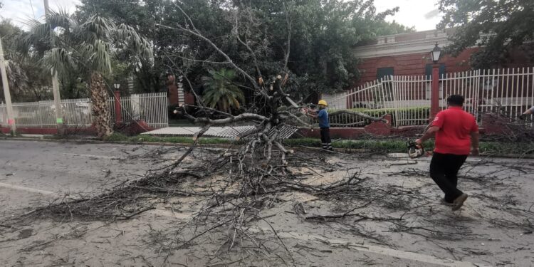 Cae árbol seco de la Casa del Arte sobre avenida Juan B. Tijerina (8) en centro de Cd. Victoria.