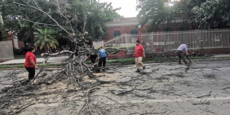 Cae árbol seco de la Casa del Arte sobre avenida Juan B. Tijerina (8) en centro de Cd. Victoria.