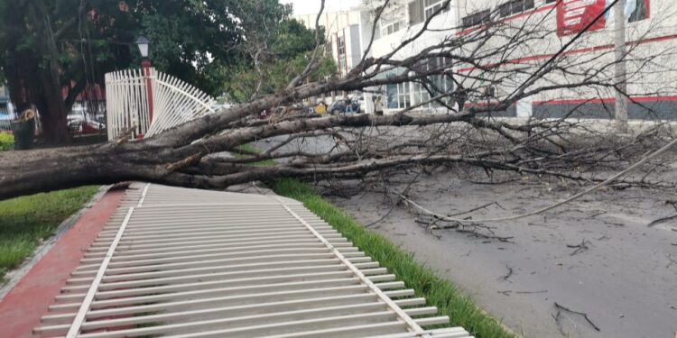 Cae árbol seco de la Casa del Arte sobre avenida Juan B. Tijerina (8) en centro de Cd. Victoria.