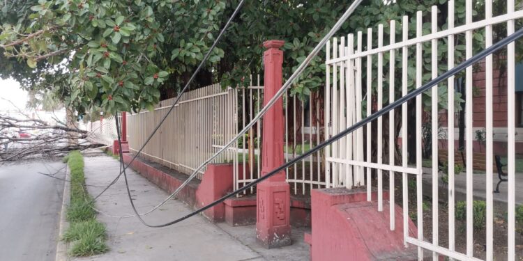 Cae árbol seco de la Casa del Arte sobre avenida Juan B. Tijerina (8) en centro de Cd. Victoria.