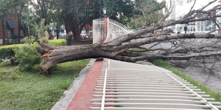 Cae árbol seco de la Casa del Arte sobre avenida Juan B. Tijerina (8) en centro de Cd. Victoria.
