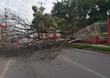Cae árbol seco de la Casa del Arte sobre avenida Juan B. Tijerina (8) en centro de Cd. Victoria.