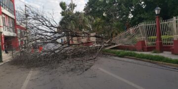 Cae árbol seco de la Casa del Arte sobre avenida Juan B. Tijerina (8) en centro de Cd. Victoria.