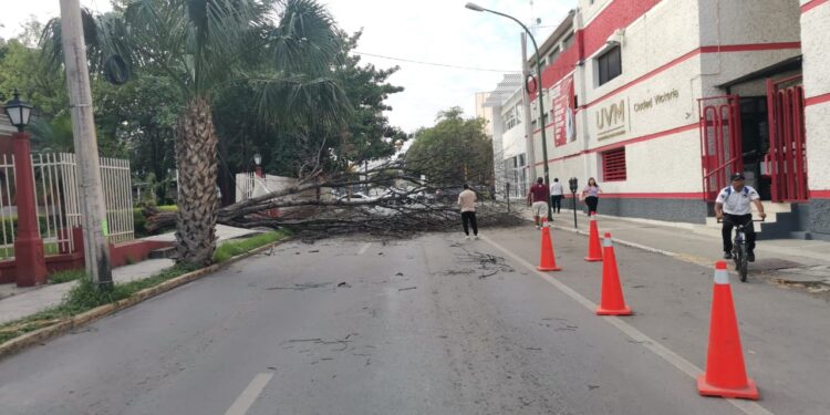 Cae árbol seco de la Casa del Arte sobre avenida Juan B. Tijerina (8) en centro de Cd. Victoria.