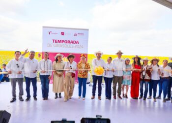 Reconoce labor productores de girasol en campos de González, Tamaulipas