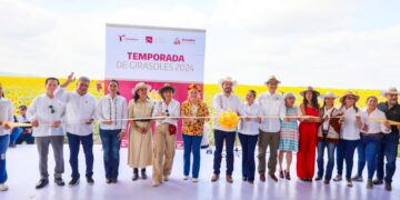Reconoce labor productores de girasol en campos de González, Tamaulipas
