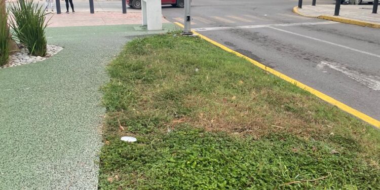 Camellón peatonal de Avenida Francisco I. Madero (17): Bello paseo y malos paseantes