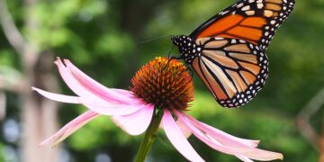 Es Tamaulipas, clave para conservación de ecosistemas y mariposa monarca
