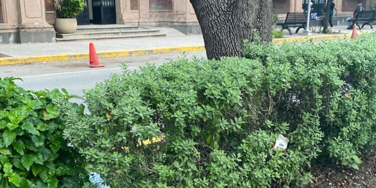 Camellón peatonal de Avenida Francisco I. Madero (17): Bello paseo y malos paseantes