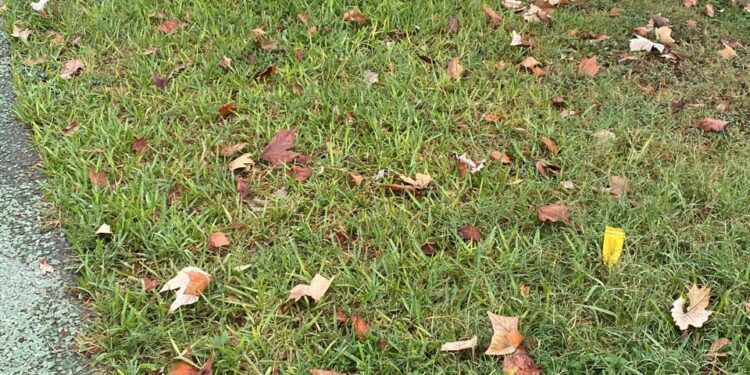 Camellón peatonal de Avenida Francisco I. Madero (17): Bello paseo y malos paseantes