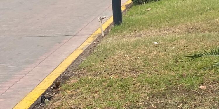 Camellón peatonal de Avenida Francisco I. Madero (17): Bello paseo y malos paseantes
