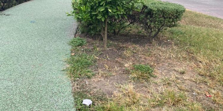 Camellón peatonal de Avenida Francisco I. Madero (17): Bello paseo y malos paseantes