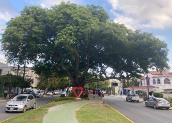 Sugiere Diputado decreto para conservación de árboles urbanos en Tamaulipas