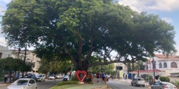 Sugiere Diputado decreto para conservación de árboles urbanos en Tamaulipas