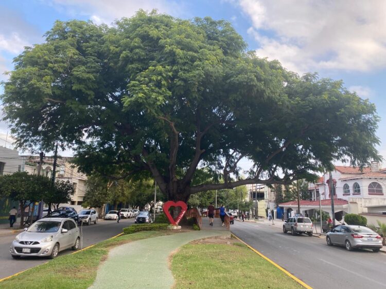 Sugiere Diputado decreto para conservación de árboles urbanos en Tamaulipas