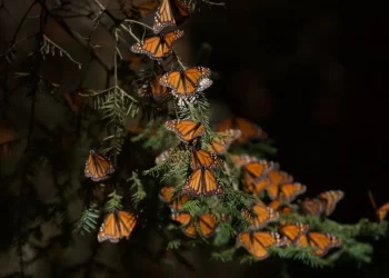Santuarios de mariposas monarca abren sus puertas en Edomex y Michoacán