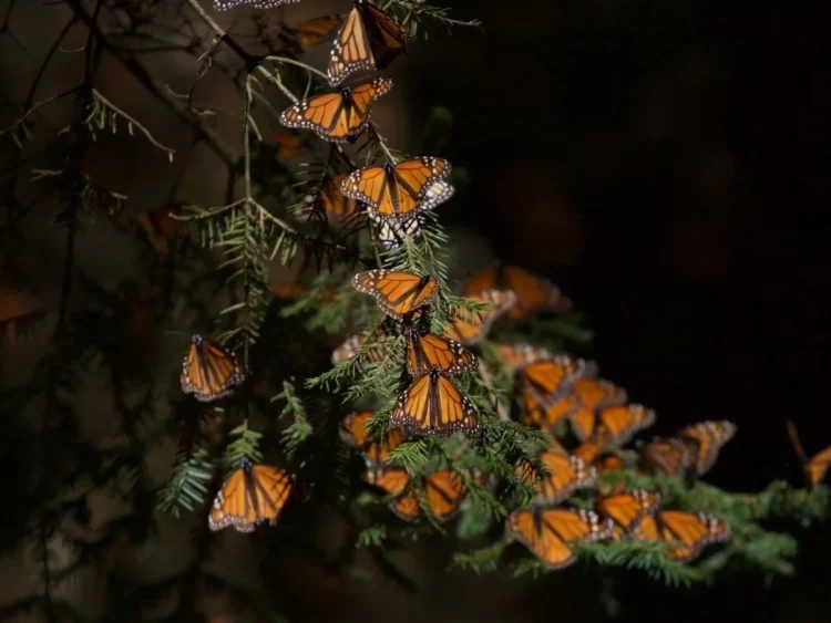 Santuarios de mariposas monarca abren sus puertas en Edomex y Michoacán