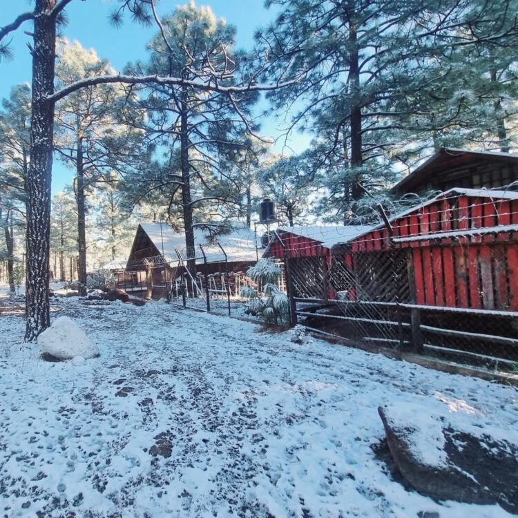 Tormenta invernal incomunica a varios municipios en Chihuahua