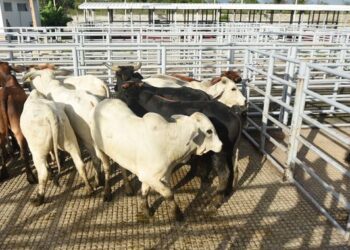 Suspendió EU importaciones de ganado en pie de México por un caso de gusano barrenador en Chiapas