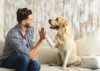 ¿Eres un padre, amigo o compañero de tu perro; ubica tu relación emocional?