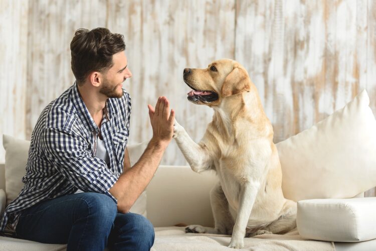 ¿Eres un padre, amigo o compañero de tu perro; ubica tu relación emocional?
