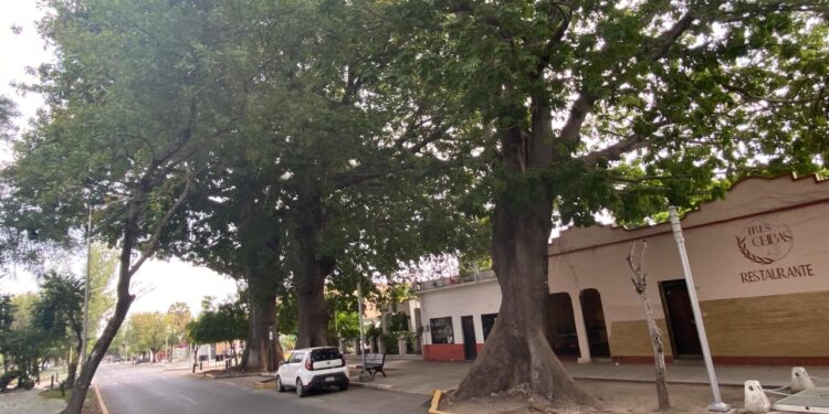 Luces y sombras del Paseo Alameda Francisco I. Madero (El 17) de Cd. Victoria, Tamaulipas