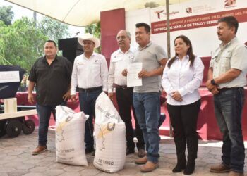 Entregan semilla de trigo a 112 productores del Valle de San Fernando, Tamaulipas; sustituyen al sorgo