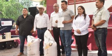 Entregan semilla de trigo a 112 productores del Valle de San Fernando, Tamaulipas; sustituyen al sorgo