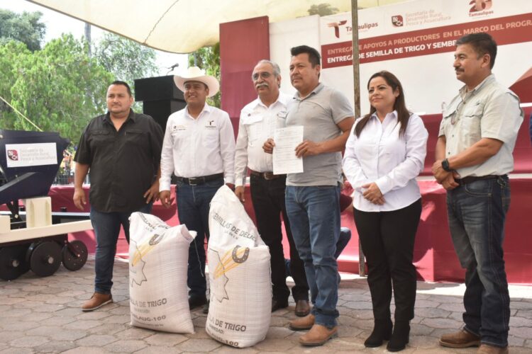 Entregan semilla de trigo a 112 productores del Valle de San Fernando, Tamaulipas; sustituyen al sorgo