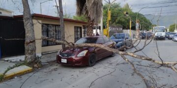 Vientos derriban árbol seco en 21 y 22 Carrera Torres y daña un auto