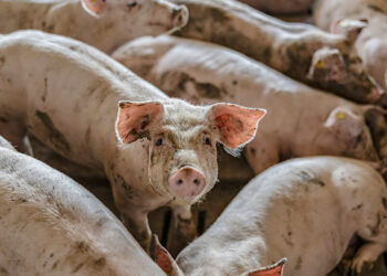 Primer caso de gripe aviar H5N1 en cerdos en Estados Unidos