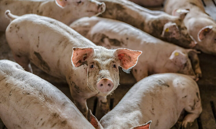 Primer caso de gripe aviar H5N1 en cerdos en Estados Unidos