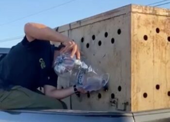 León africano rescatado en Sinaloa; Ostok y Profepa lideran esfuerzos