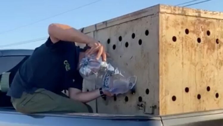 León africano rescatado en Sinaloa; Ostok y Profepa lideran esfuerzos