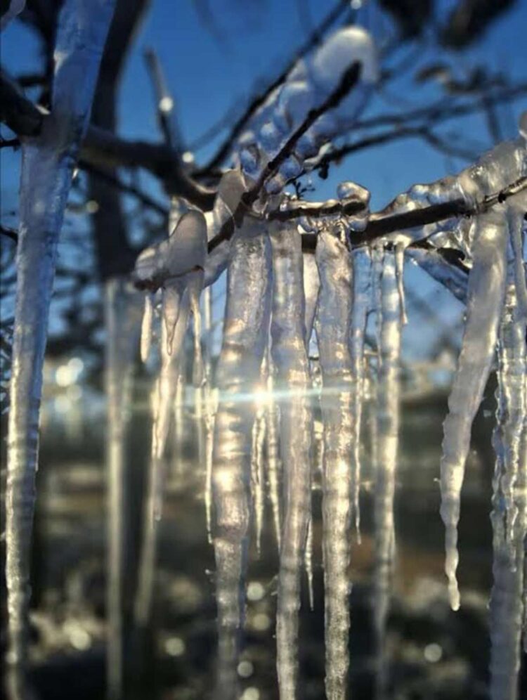 Frente frío 14 trae temperaturas de menos 13 grados a sierra de Chihuahua