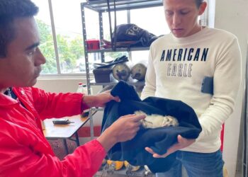 Rescatan a lechuza campanaria sobre carretera Victoria-Soto la Marina