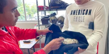 Rescatan a lechuza campanaria sobre carretera Victoria-Soto la Marina