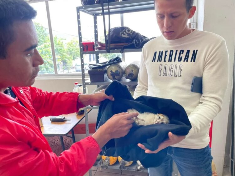 Rescatan a lechuza campanaria sobre carretera Victoria-Soto la Marina